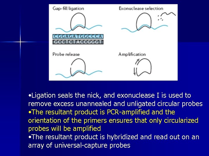  • Ligation seals the nick, and exonuclease I is used to remove excess