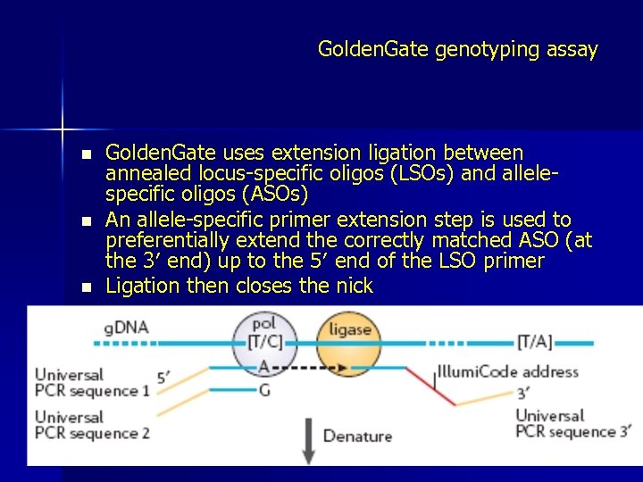 Golden. Gate genotyping assay n n n Golden. Gate uses extension ligation between annealed