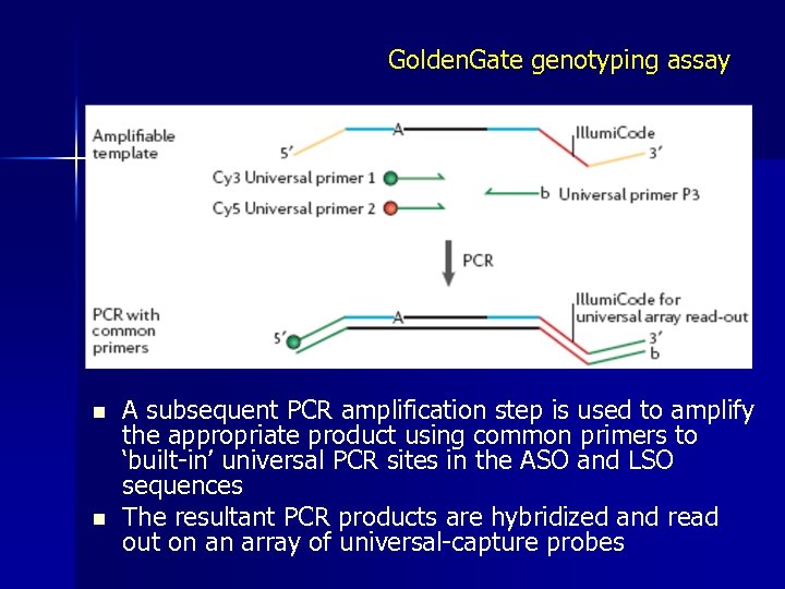 Golden. Gate genotyping assay n n A subsequent PCR amplification step is used to