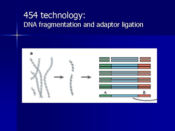 454 technology: DNA fragmentation and adaptor ligation 