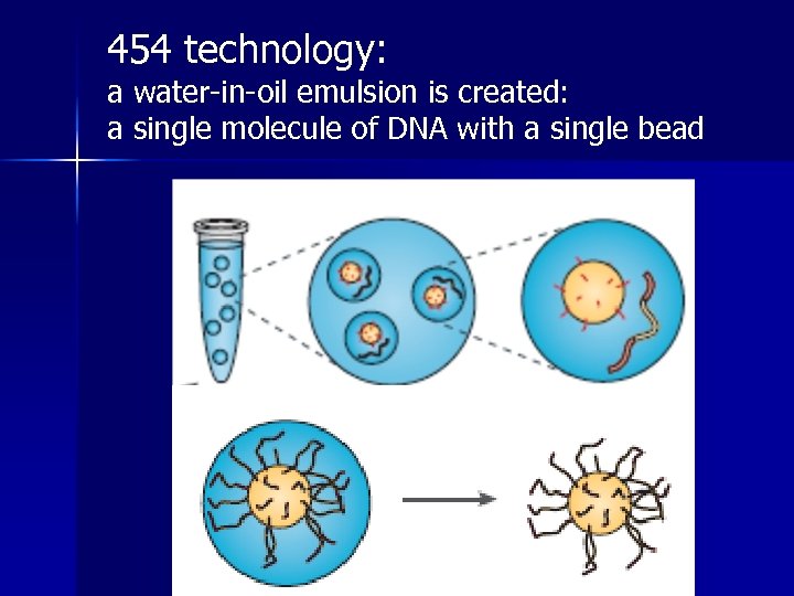 454 technology: a water-in-oil emulsion is created: a single molecule of DNA with a