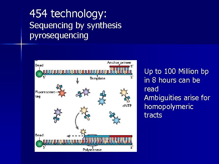 454 technology: Sequencing by synthesis pyrosequencing Up to 100 Million bp in 8 hours