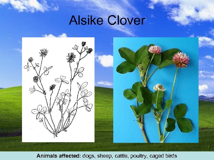 Alsike Clover Animals affected: dogs, sheep, cattle, poultry, caged birds 