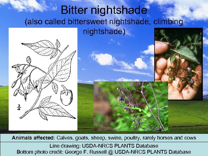 Bitter nightshade (also called bittersweet nightshade, climbing nightshade) Animals affected: Calves, goats, sheep, swine,