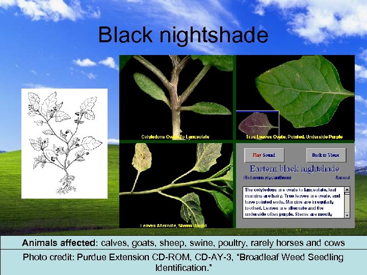 Black nightshade Animals affected: calves, goats, sheep, swine, poultry, rarely horses and cows Photo