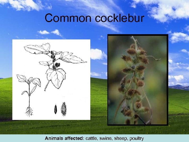 Common cocklebur Animals affected: cattle, swine, sheep, poultry 