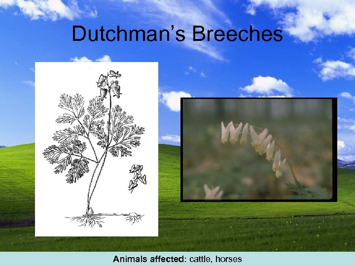 Dutchman’s Breeches Animals affected: cattle, horses 