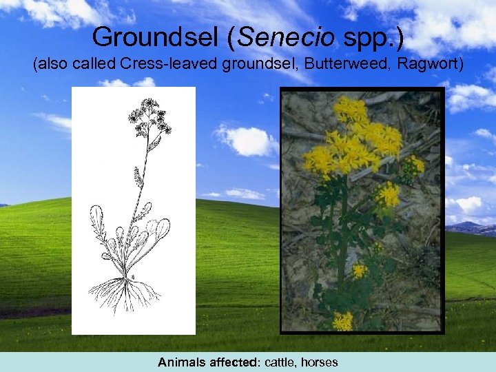 Groundsel (Senecio spp. ) (also called Cress-leaved groundsel, Butterweed, Ragwort) Animals affected: cattle, horses