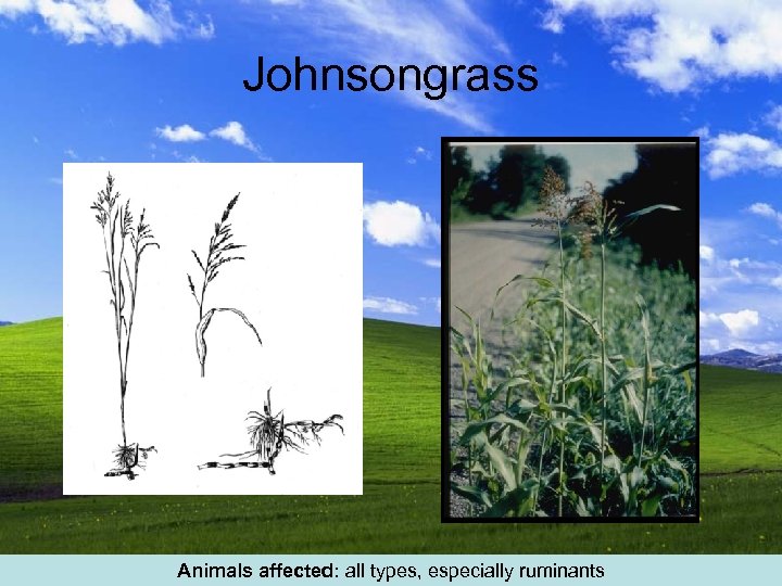 Johnsongrass Animals affected: all types, especially ruminants 