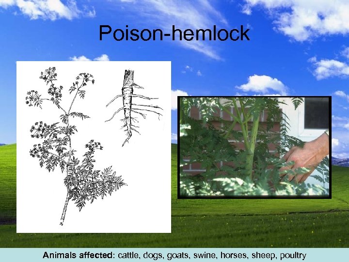 Poison-hemlock Animals affected: cattle, dogs, goats, swine, horses, sheep, poultry 