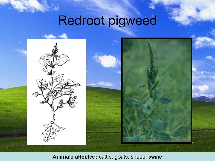 Redroot pigweed Animals affected: cattle, goats, sheep, swine 