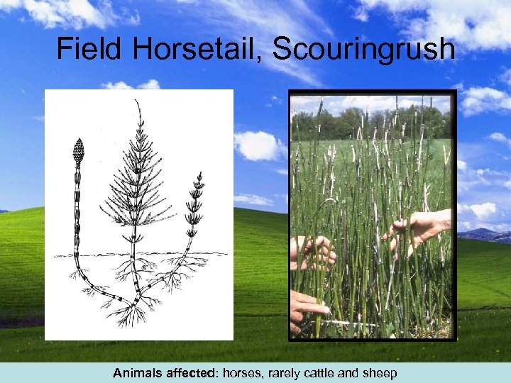 Field Horsetail, Scouringrush Animals affected: horses, rarely cattle and sheep 