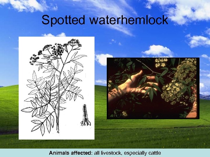 Spotted waterhemlock Animals affected: all livestock, especially cattle 