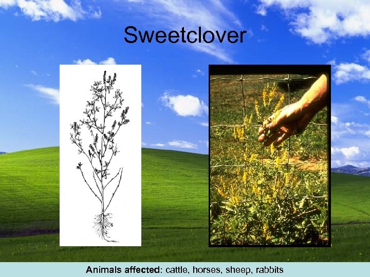 Sweetclover Animals affected: cattle, horses, sheep, rabbits 