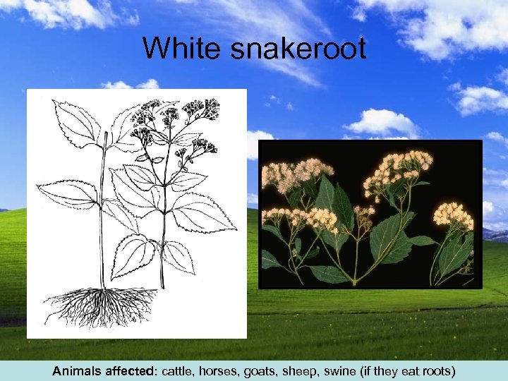 White snakeroot Animals affected: cattle, horses, goats, sheep, swine (if they eat roots) 