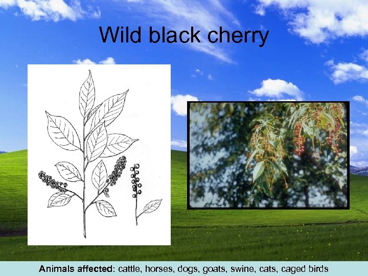 Wild black cherry Animals affected: cattle, horses, dogs, goats, swine, cats, caged birds 