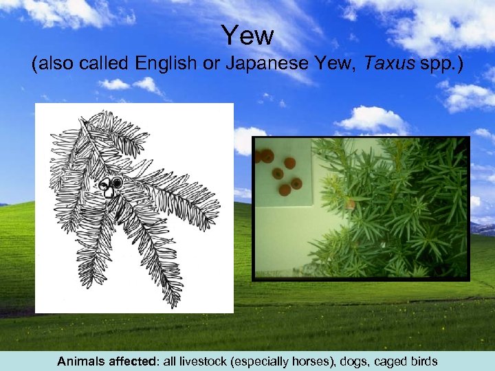 Yew (also called English or Japanese Yew, Taxus spp. ) Animals affected: all livestock
