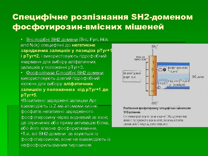 Специфічне розпізнання SH 2 -доменом фосфотирозин-вмісних мішеней • Src-подібні SH 2 домени (Src, Fyn,