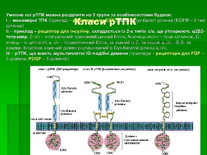 Умовно всі р. ТПК можна розділити на 3 групи за особливостями будови: І –