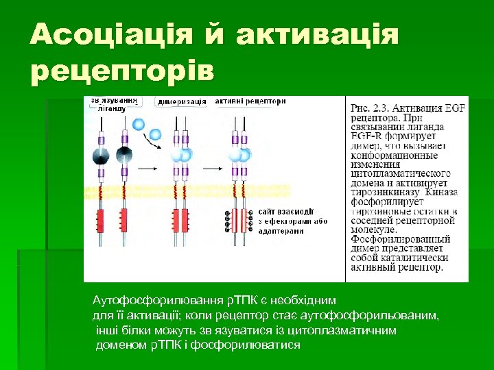 Асоціація й активація рецепторів Аутофосфорилювання р. ТПК є необхідним для її активації; коли рецептор