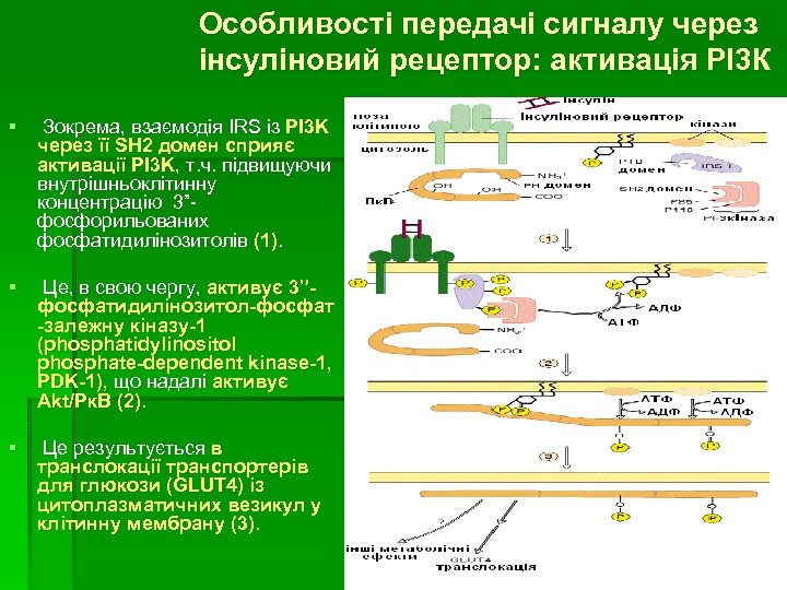 Особливості передачі сигналу через інсуліновий рецептор: активація РІ3 К § Зокрема, взаємодія IRS із