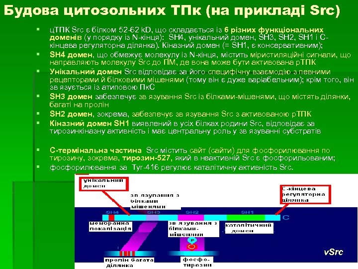 Будова цитозольних ТПк (на прикладі Src) § § § § ц. ТПК Src є