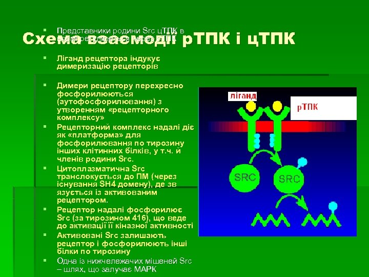 § Представники родини Src ц. ТПК в нормі регулюються через р. ТПК § Ліганд