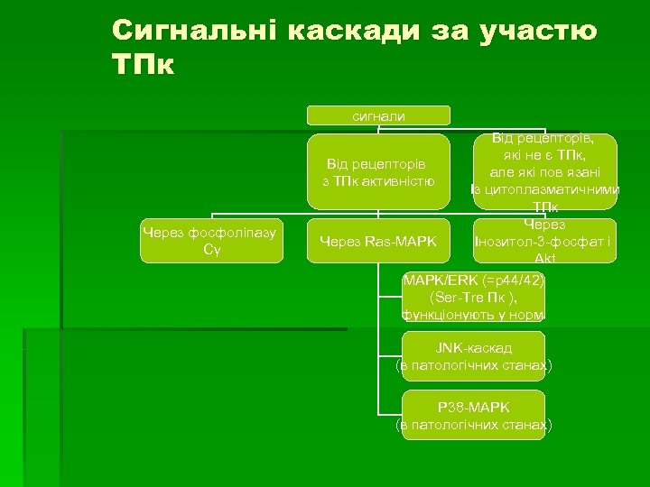Сигнальні каскади за участю ТПк сигнали Через фосфоліпазу Сγ Від рецепторів, які не є