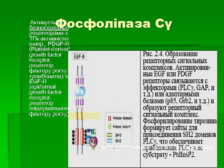 Фосфоліпаза Сγ Активується безпосередньо рецепторами з ТПк активністю (напр. , PDGF-R (Platelet-derived growth factor