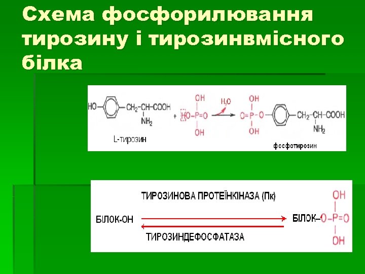 Схема фосфорилювання тирозину і тирозинвмісного білка 
