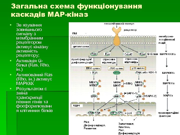 Загальна схема функціонування каскадів МАР-кіназ § Зв язування зовнішнього сигналу з мембранним рецептором активує