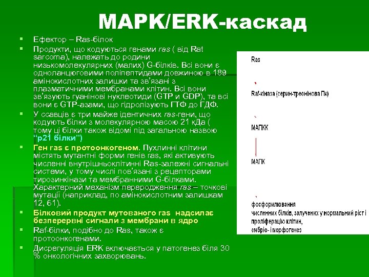 § § § § MAPK/ERK-каскад Ефектор – Ras-білок Продукти, що кодуються генами ras (