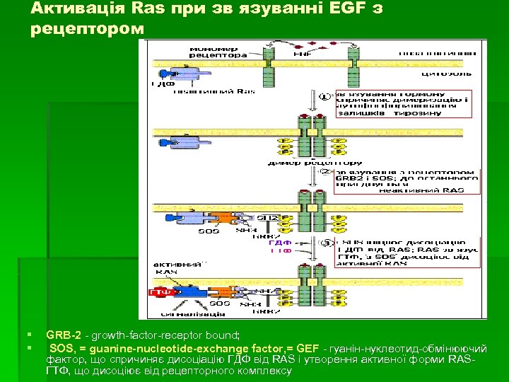 Активація Ras при зв язуванні EGF з рецептором § § GRB-2 - growth-factor-receptor bound;