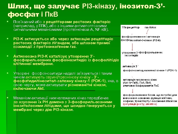 Шлях, що залучає РІ3 -кіназу, інозитол-3’фосфат і Пк. В § Пов’язаний або з рецепторами
