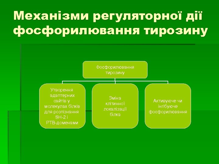 Механізми регуляторної дії фосфорилювання тирозину Фосфорилювання тирозину Утворення адаптерних сайтів у молекулах білків для