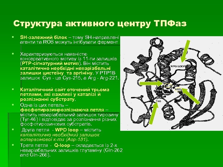 Структура активного центру ТПФаз § SH-залежний білок – тому SH-направлені агенти та ROS можуть