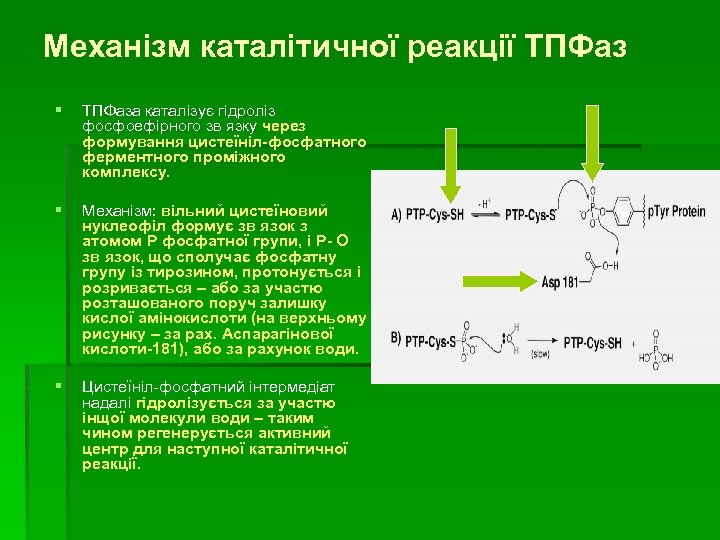 Механізм каталітичної реакції ТПФаз § ТПФаза каталізує гідроліз фосфоефірного зв язку через формування цистеїніл-фосфатного