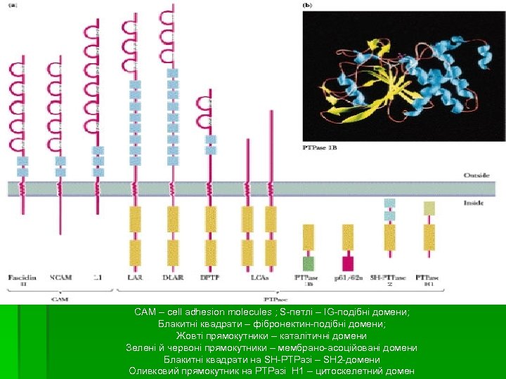 САМ – cell adhesion molecules ; S-петлі – IG-подібні домени; cell adhesion molecules Блакитні