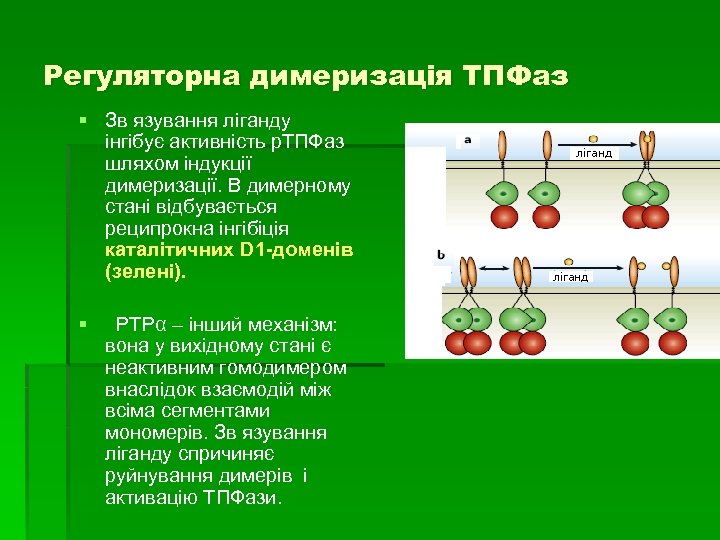 Регуляторна димеризація ТПФаз § Зв язування ліганду інгібує активність р. ТПФаз шляхом індукції димеризації.