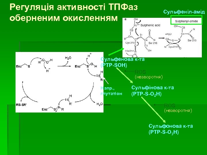 Регуляція активності ТПФаз оберненим окисленням Сульфеніл-амід Сульфенова к-та (PTP-SOH) ROS (незворотня) Напр. , глутатіон