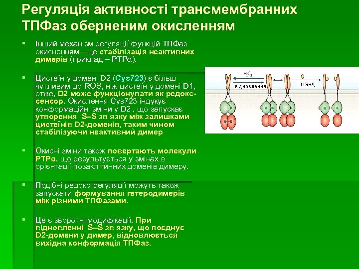 Регуляція активності трансмембранних ТПФаз оберненим окисленням § Інший механізм регуляції функцій ТПФаз окисненням –