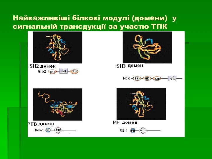 Найважливіші білкові модулі (домени) у сигнальній трансдукції за участю ТПК 
