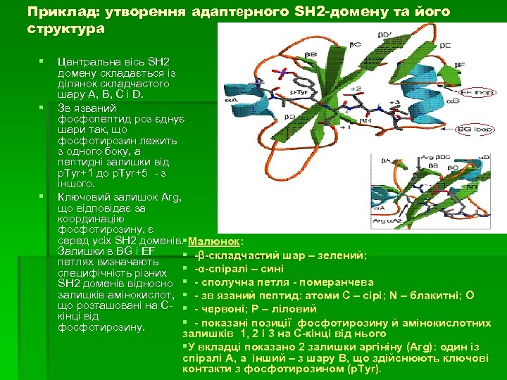 Приклад: утворення адаптерного SH 2 -домену та його структура § § § Центральна вісь
