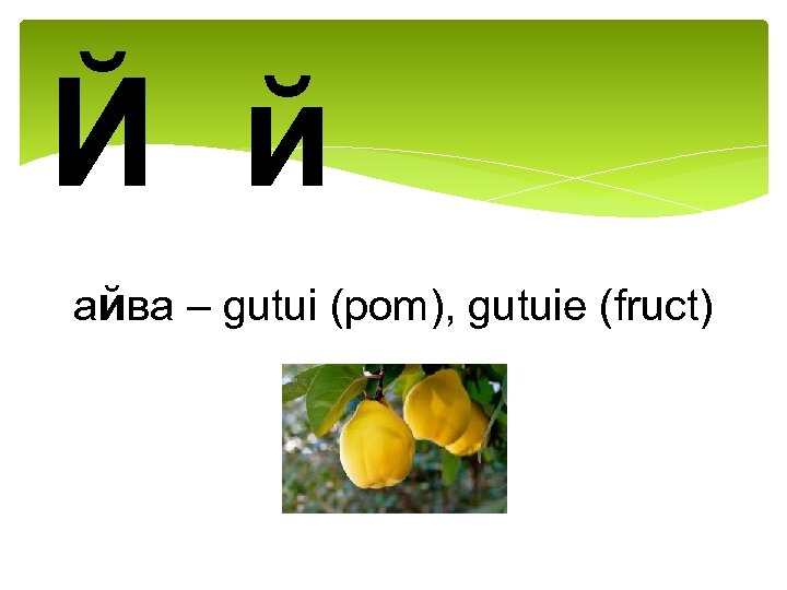 Й й айва – gutui (pom), gutuie (fruct) 