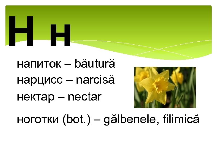 Нн напиток – băutură нарцисс – narcisă нектар – nectar ноготки (bot. ) –