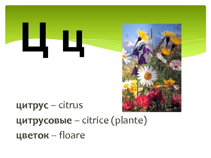 Цц цитрус – citrus цитрусовые – citrice (plante) цветок -- floare 