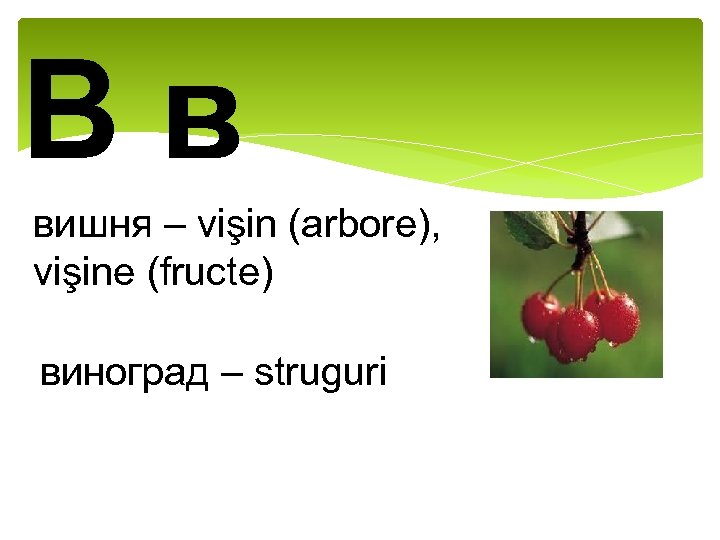 Вв вишня – vişin (arbore), vişine (fructe) виноград – struguri 