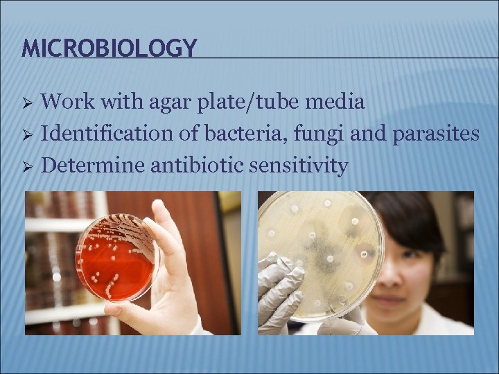 MICROBIOLOGY Work with agar plate/tube media Ø Identification of bacteria, fungi and parasites Ø