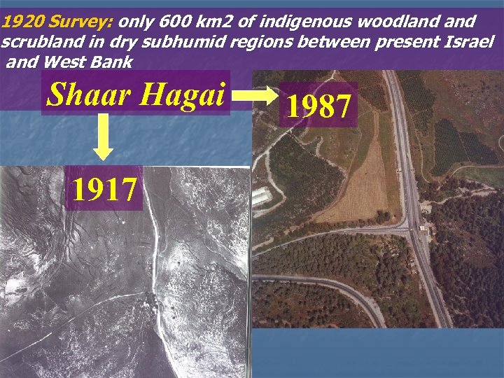 1920 Survey: only 600 km 2 of indigenous woodland scrubland in dry subhumid regions