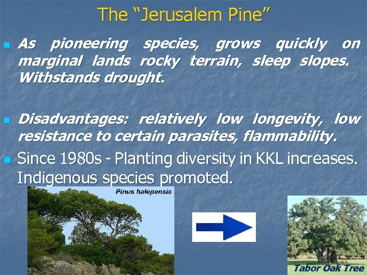 The “Jerusalem Pine” n n n As pioneering species, grows quickly on marginal lands